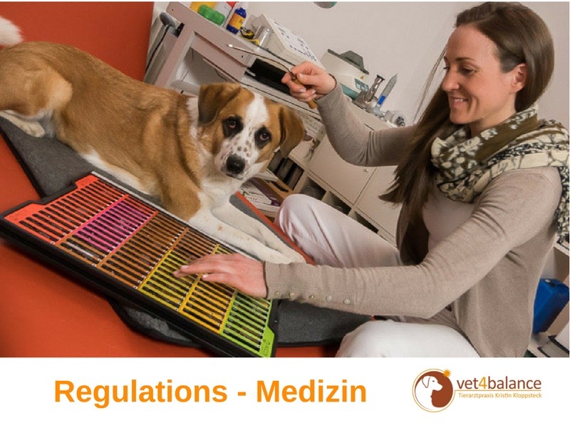 Vet4balance mobiler Tierarzt und Tierheilpraktiker Hundeportal.eu